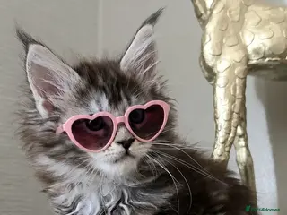 Maine Coon cats Beautiful Maine coon girl 🥰 - Advert 15