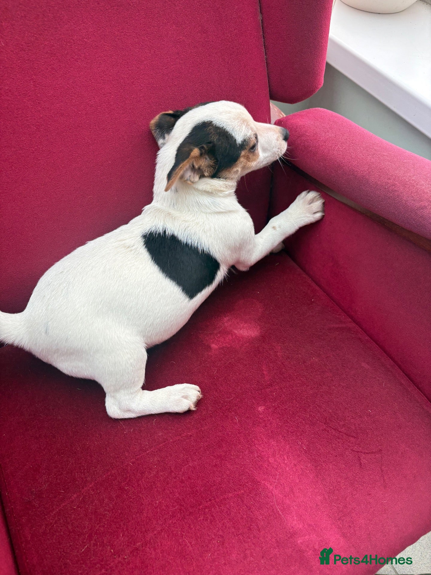 Jack Russell dogs Jack Russell puppies - Advert 1
