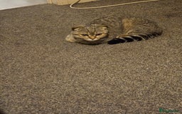 Scottish Fold cats for sale: Full pedigree Scottish Fold kitt(ready to go now)  - Image 14