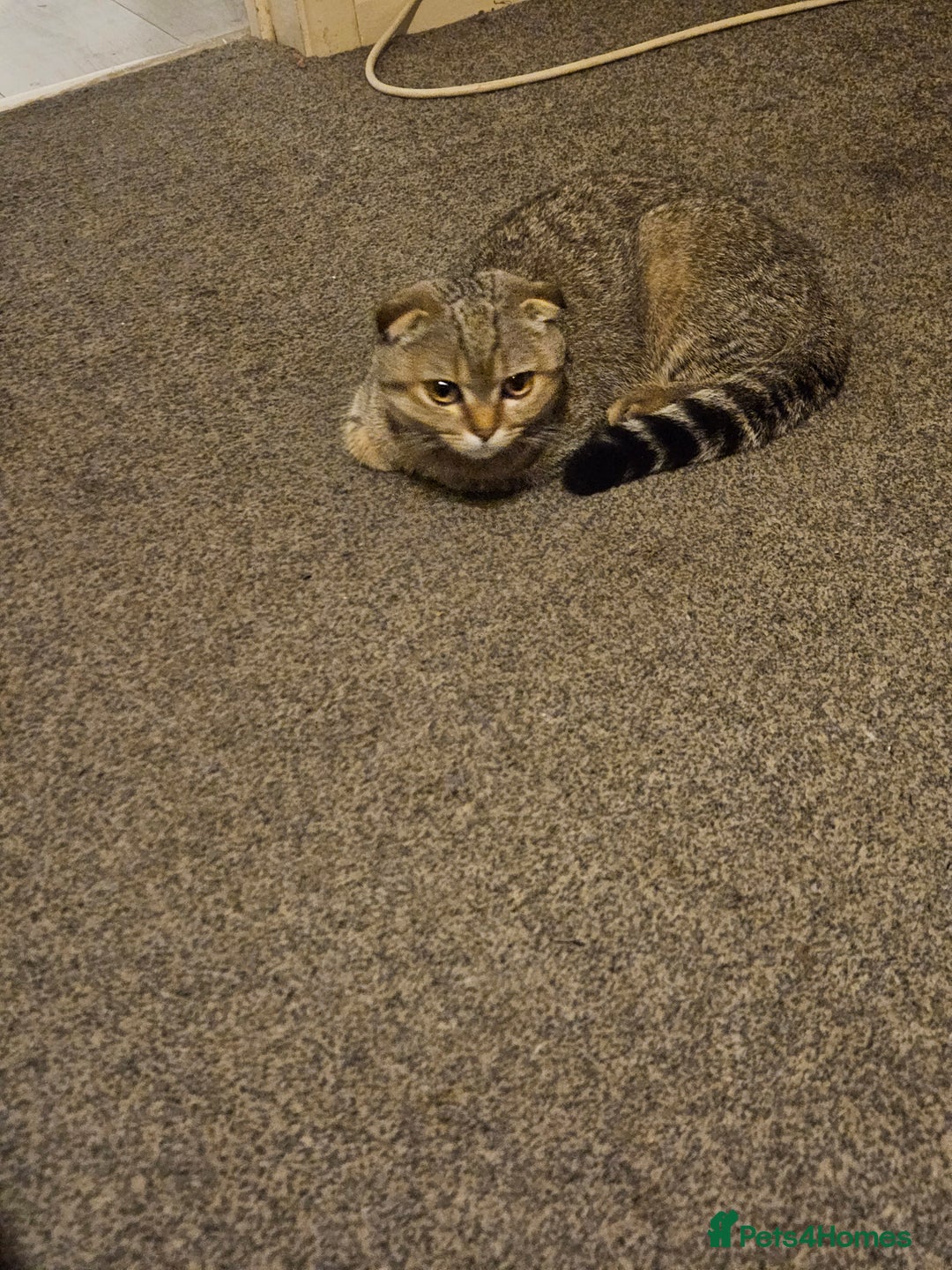 Scottish Fold cats for sale: Full pedigree Scottish Fold kitt(ready to go now)  - Image 14