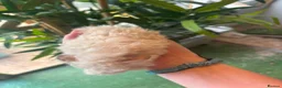 Guinea Pig rodents for sale: Peruvian, Sheltie & Alpaca Guinea Pig baby boars - Advert 9