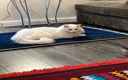 Turkish Angora cats for sale: 2 Turkish angora siblings  - Image 2