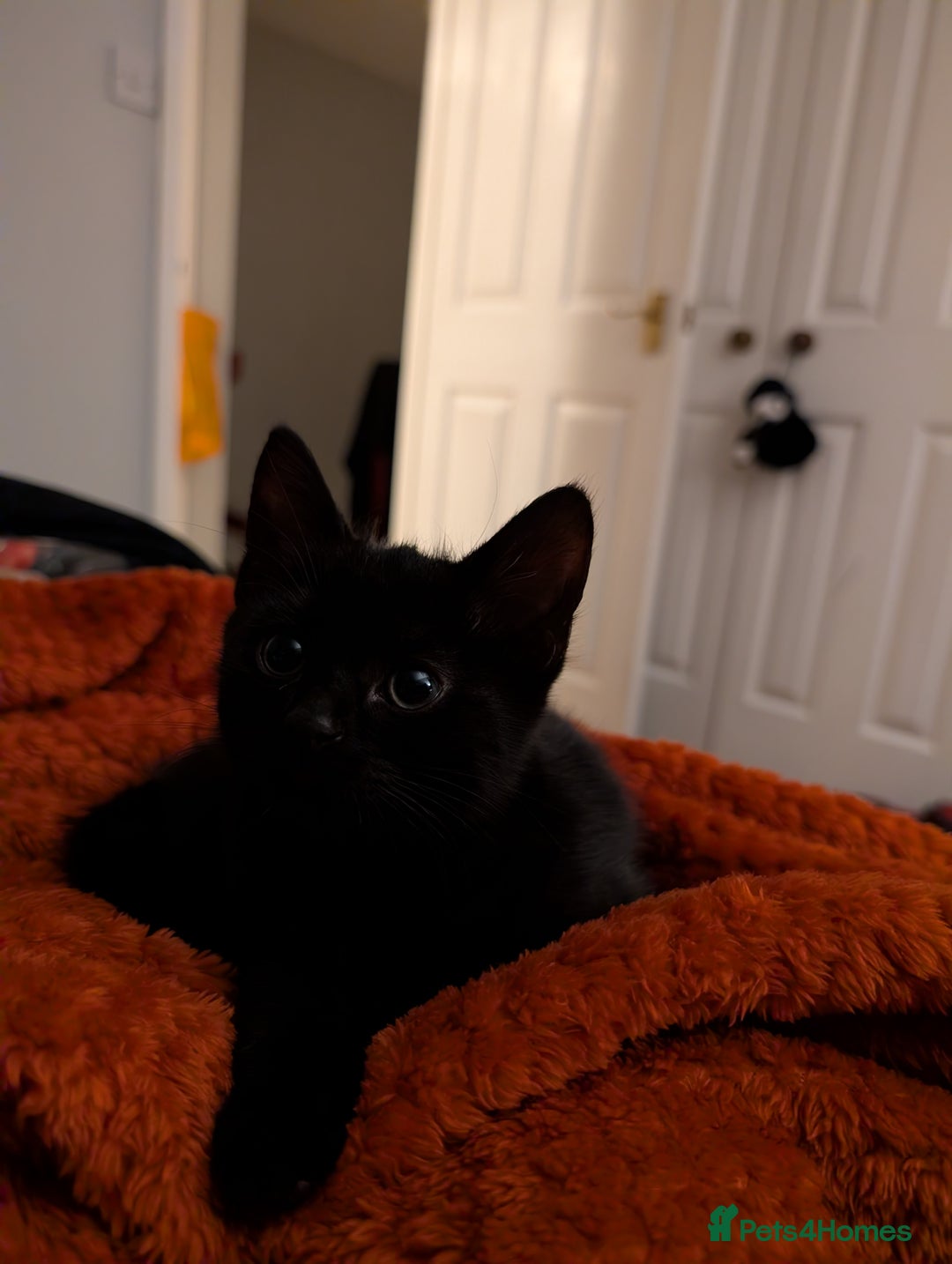 Mixed Breed cats for sale: Adorable girl kitten ready now 🖤🖤 - Image 11