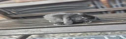 Mini Lop rabbits for sale: Mini lop babies for sale  - Advert 8