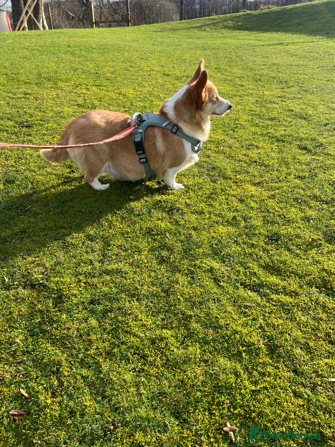 Welsh Corgi Pembroke dogs for sale: Corgi  - Advert 5