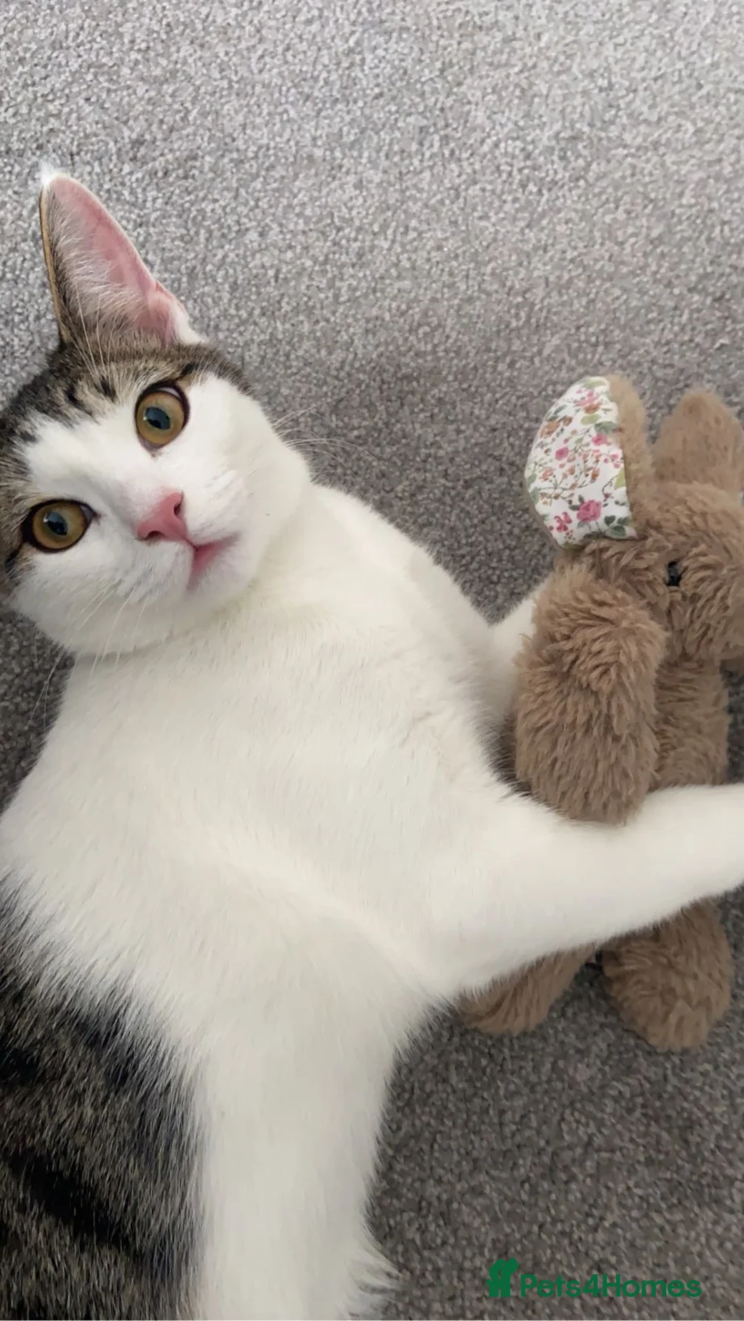 Mixed Breed cats for sale: Distinguished Young Gentleman  - Advert 2
