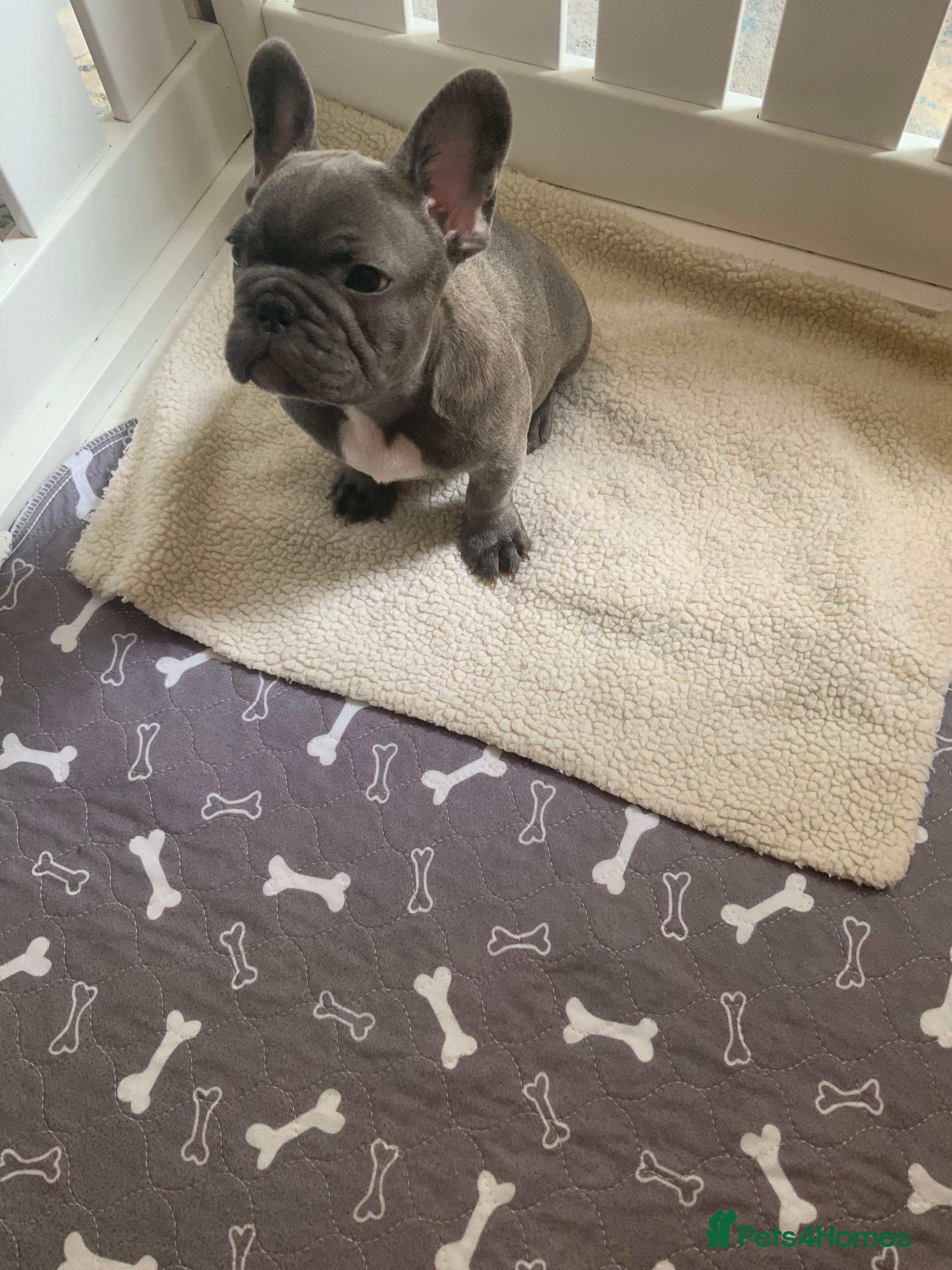 French Bulldog dogs for sale: 2 rare beautiful french bulldog 11 weeks old  - Advert 8