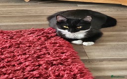Mixed Breed cats for sale: 2 boys ready now - Image 1