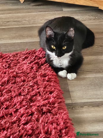 Mixed Breed cats - Advert 1