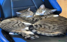 Domestic Shorthair cats for sale: Bonded mother-son cat pair looking for new home - Image 1