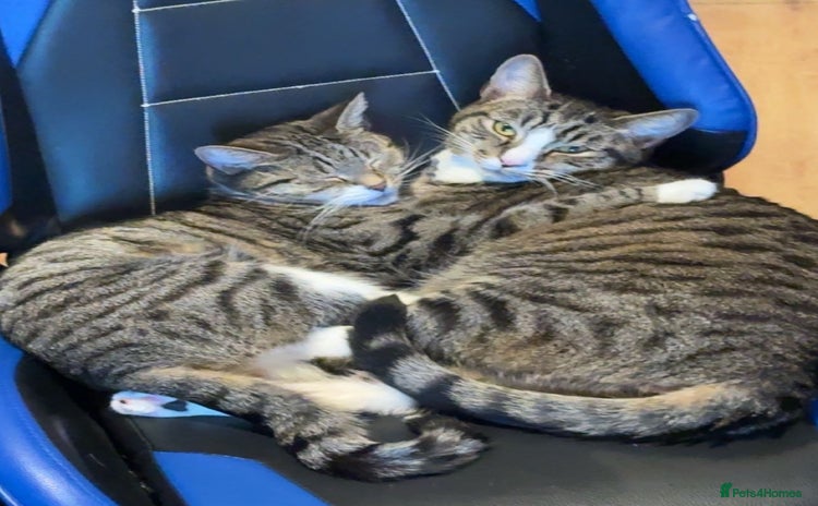 Domestic Shorthair cats - Advert 1