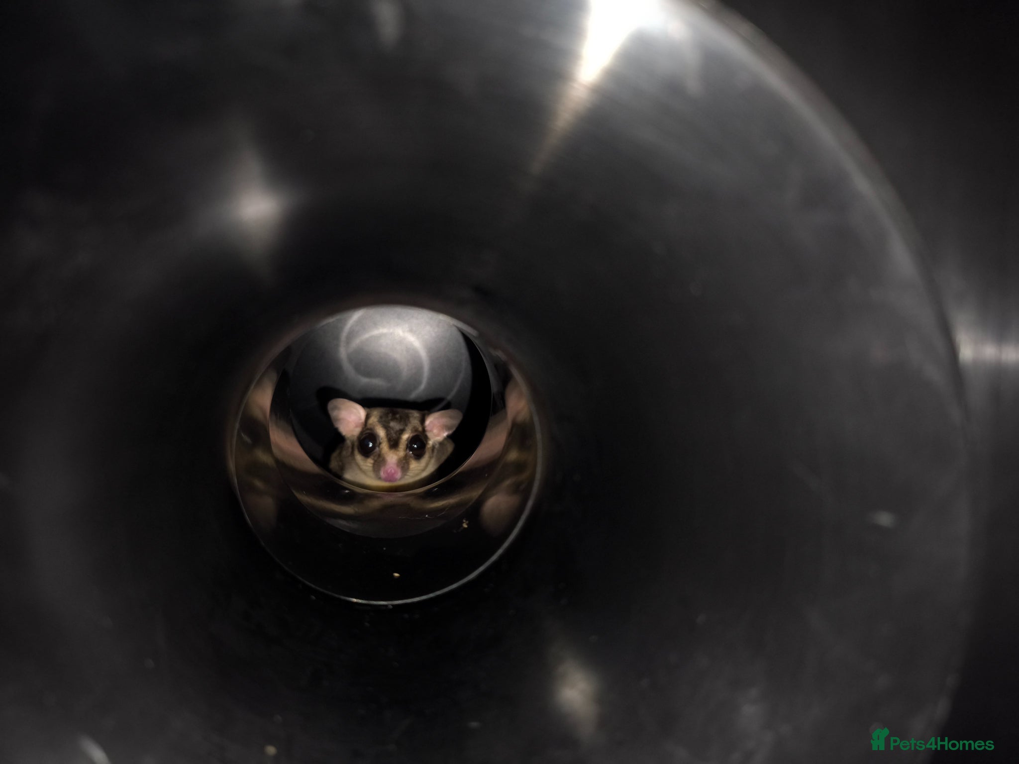 Sugar Glider rodents 2 boy sugar gliders looking for rehoming  - Advert 2