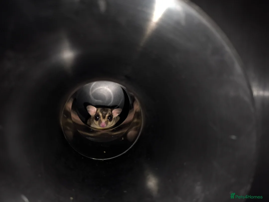 Sugar Glider rodents for sale: 2 boy sugar gliders looking for rehoming  in Bedford - Advert 1