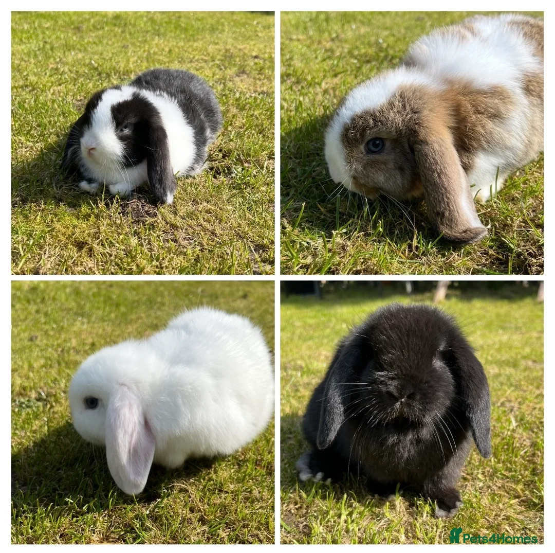 Mini Lop rabbits for sale: Mini Lops  - Advert 20