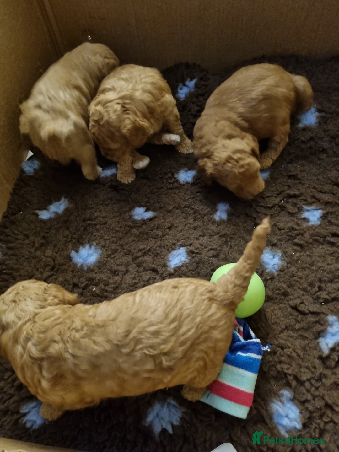 Miniature Poodle dogs for sale: Beautiful Miniature poodles  - Image 24