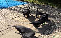 Labrador Retriever dogs for sale: Stunning black Labrador puppies  - Image 17