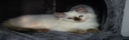Ragdoll cats for sale: GCCF REGISTERED RAGDOLL KITTENS  - Advert 3