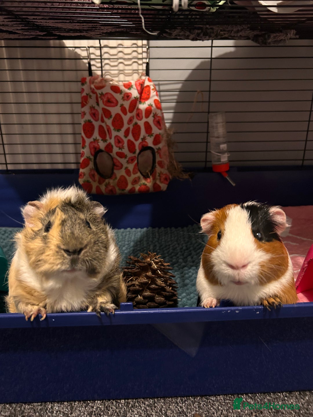Guinea Pig rodents for sale: Two bonded male Guinea Pigs  - Advert 1