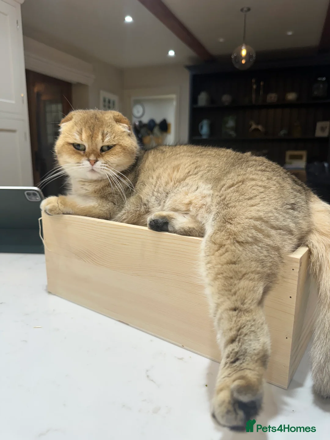 Scottish Fold cats for sale: Two gorgeous cats  - Advert 3