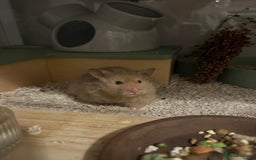 Hamster rodents for sale: Long Haired Male Syrian 5 months  - Image 2