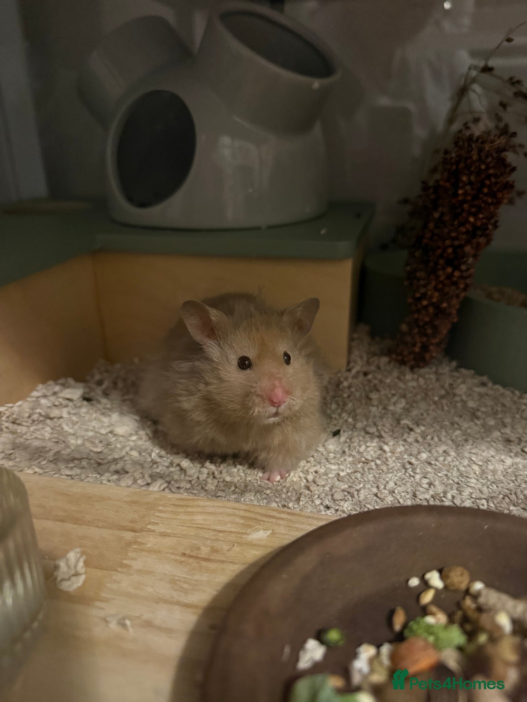 Hamster rodents for sale: Long Haired Male Syrian 5 months  - Image 2