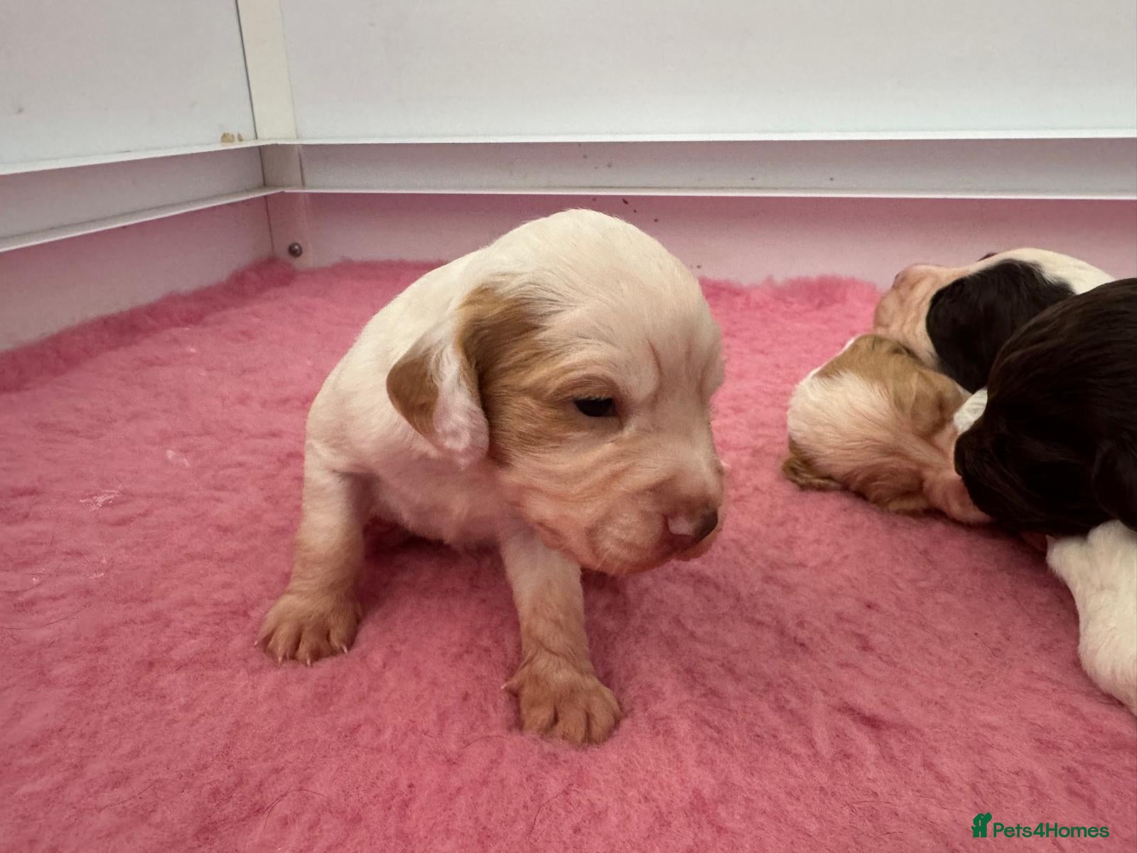 Cocker Spaniel dogs WCS Puppies from health tested KC Parents  - Advert 2