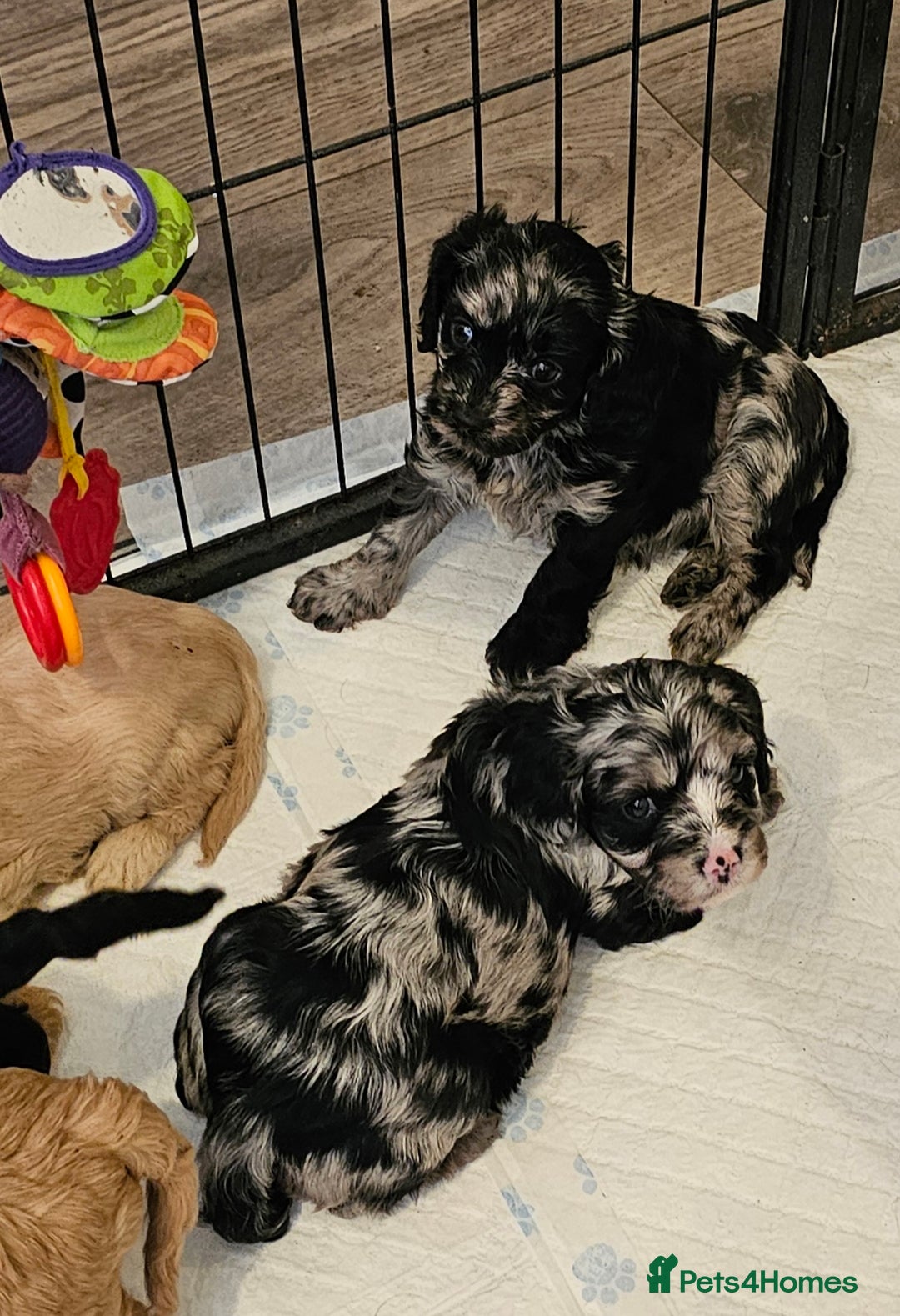 Cavapoo dogs for sale: 🐾 Gorgeous Health Tested F1 Cavapoo Puppies 🐶🐾 - Image 13