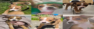 Roo