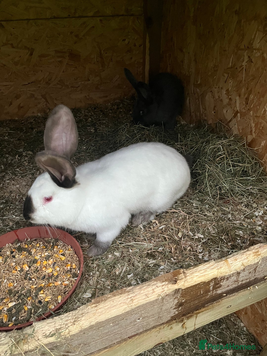 Mixed Breed rabbits for sale: They are very friendly and good with children  - Advert 9