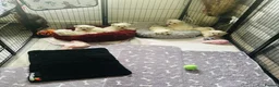 Mixed Breed dogs for sale: Maltese x coton de Tuléar beautiful puppies  - Advert 11