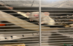 Rat rodents for sale: Rats & Rat Cage - Image 1