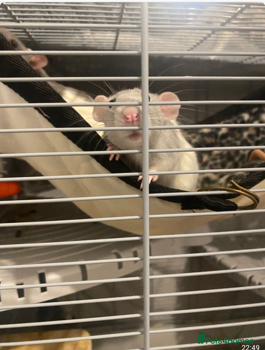 Rat rodents for sale: Rats & Rat Cage - Image 1