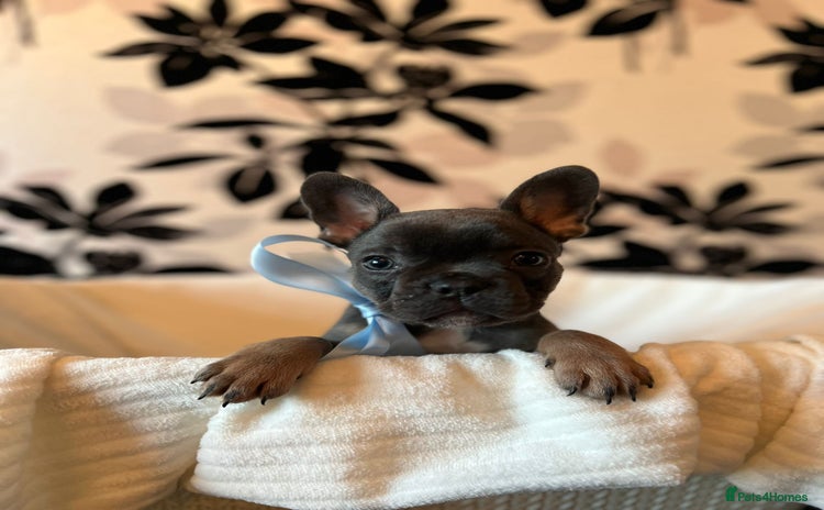 French Bulldog dogs - Advert 9