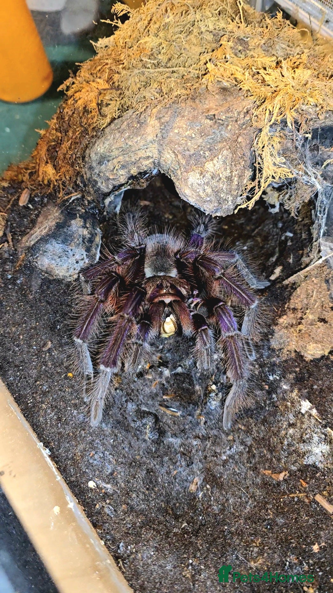 Tarantulas invertebrates for sale: 4 x Goliath Birdeaters For Sale  - Image 1