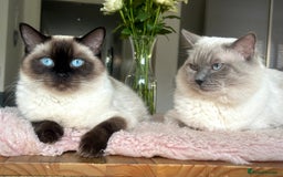Ragdoll cats for sale: Adorable Ragdolls- DNA Clear Parents 🌟 - Image 14