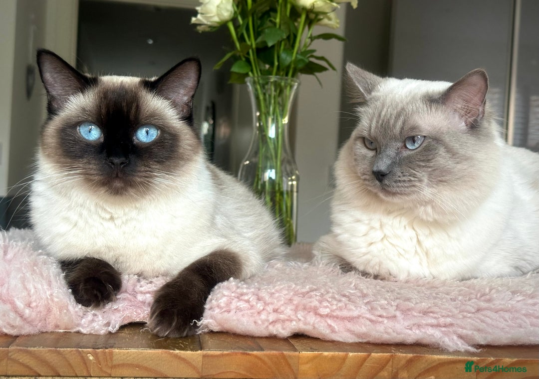 Ragdoll cats for sale: Adorable Ragdolls- DNA Clear Parents 🌟 - Image 14