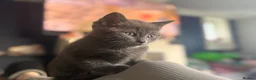 Ragdoll cats for sale: ** READY TO LEAVE ** Ragdoll X kittens  - Advert 27