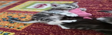 Mixed Breed Kitten 2