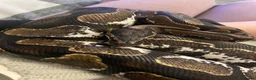 Python Snake reptiles for sale: Beautiful ball python  in Bromsgrove - Advert 4
