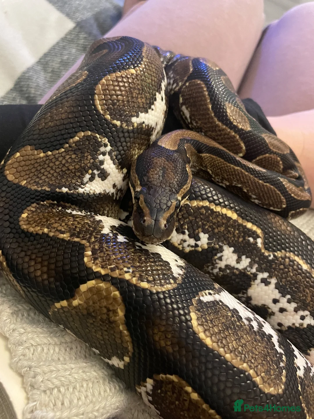 Python Snake reptiles for sale: Beautiful ball python  in Bromsgrove - Advert 4