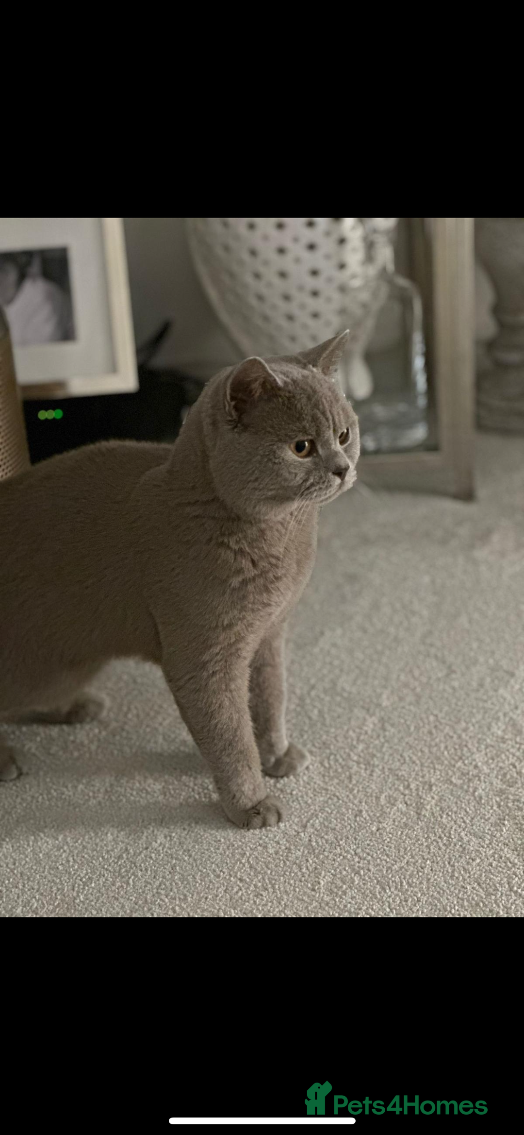 British Shorthair cats for sale: Male British shorthair cat - Advert 2