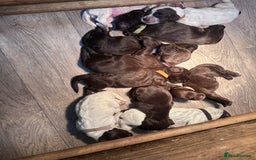 Cocker Spaniel dogs for sale: Cocker spaniel puppies - Image 17