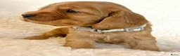 Cocker Spaniel dogs for sale: Fully Health Tested Showline Cocker Spaniel Pups - Advert 11