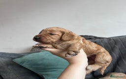Cockapoo dogs for sale: Stunnning cockerpoos  - Image 10
