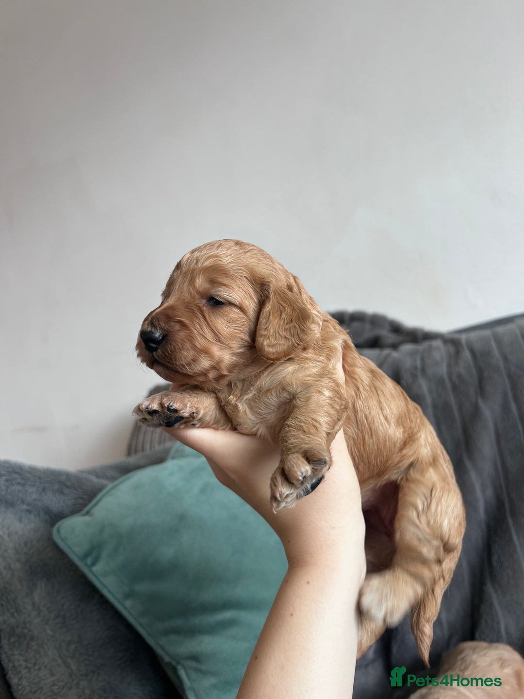 Cockapoo dogs for sale: Stunnning cockerpoos  - Image 10