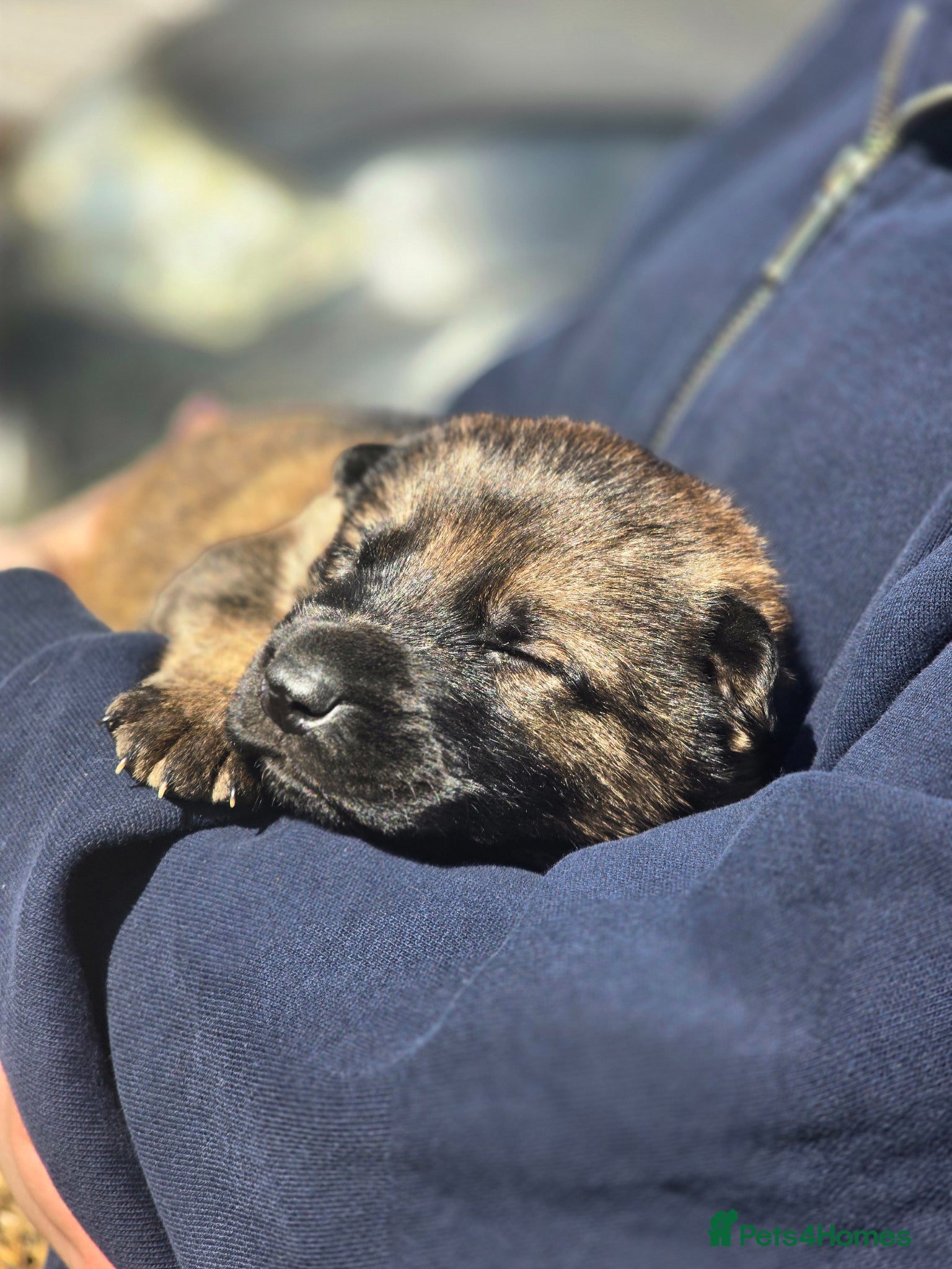 Mixed Breed dogs for sale: 3/4 GSD 1/4 Malinois.   - Advert 3