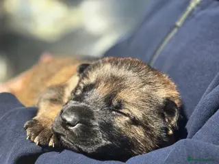 Mixed Breed dogs for sale: 3/4 GSD 1/4 Malinois. - Advert 3