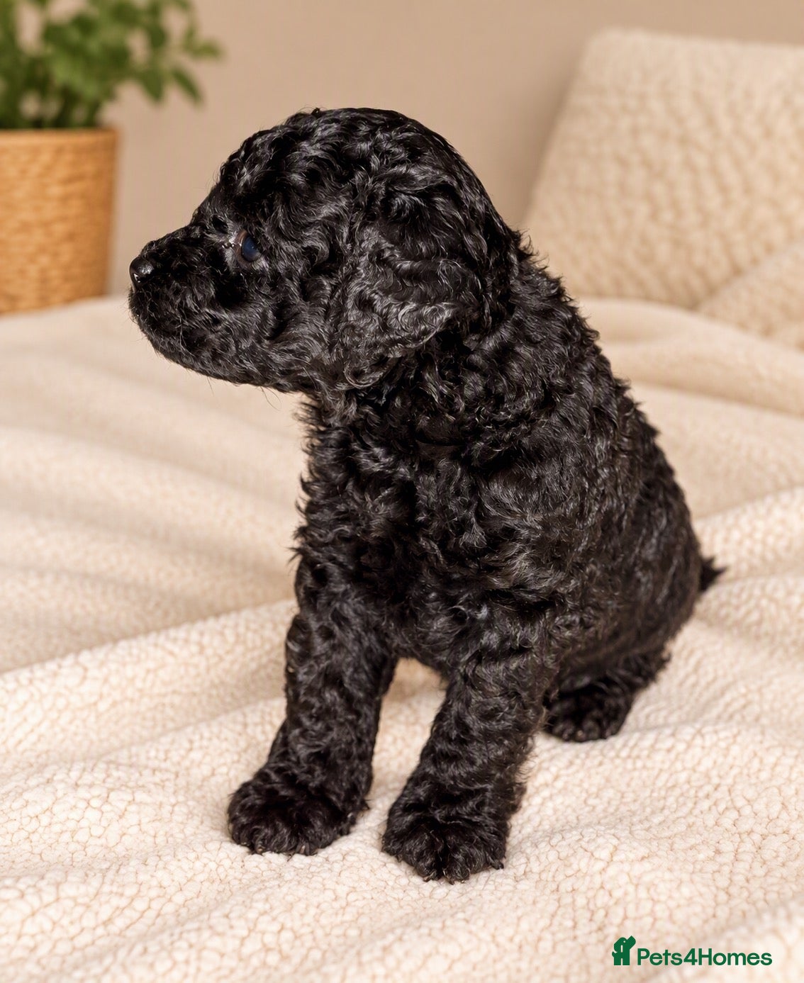 Toy Poodle dogs Gorgeous Purebred Toy Poodle  - Advert 2