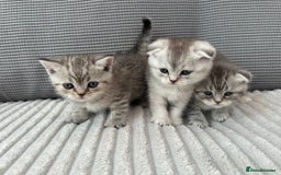 Scottish Fold cats for sale: Scotish fold kittens  - Image 2