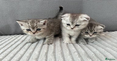 Scottish Fold cats - Advert 5